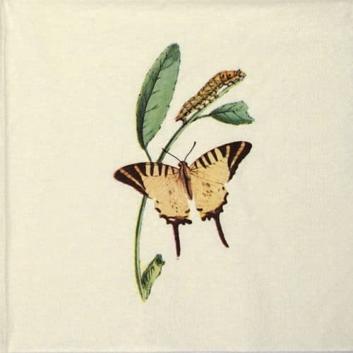 a butterfly on a napkin