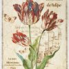 Rice Paper - Collection de Tulipe Large