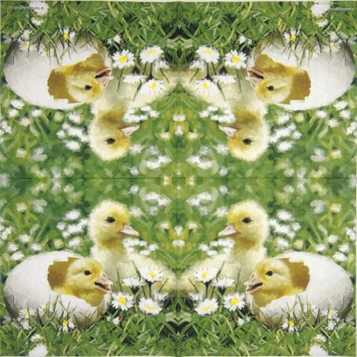 Ambiente_newborn-chicks_23314125