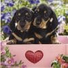 Paper Napkin - Dachshund Puppies