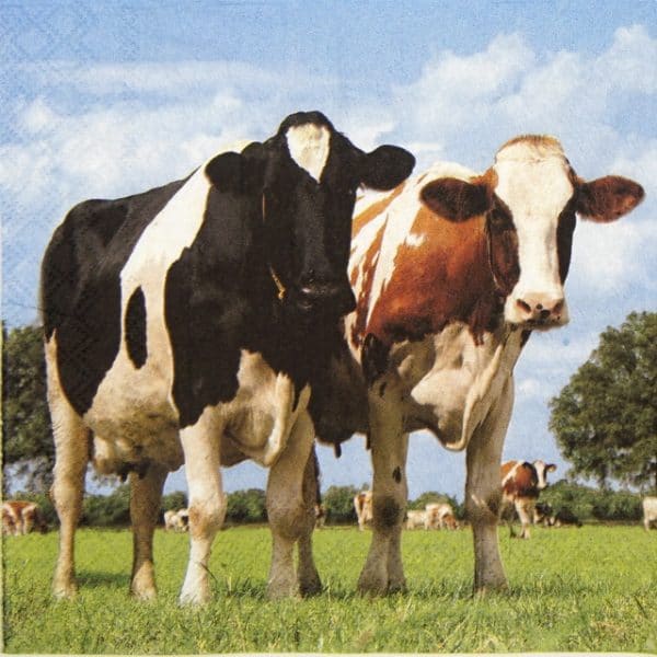 Lunch Napkins (20) - Cows