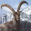 Lunch Napkins (20) - Capra Ibex