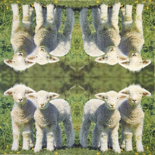 Ambiente_Two-lambs_13315155