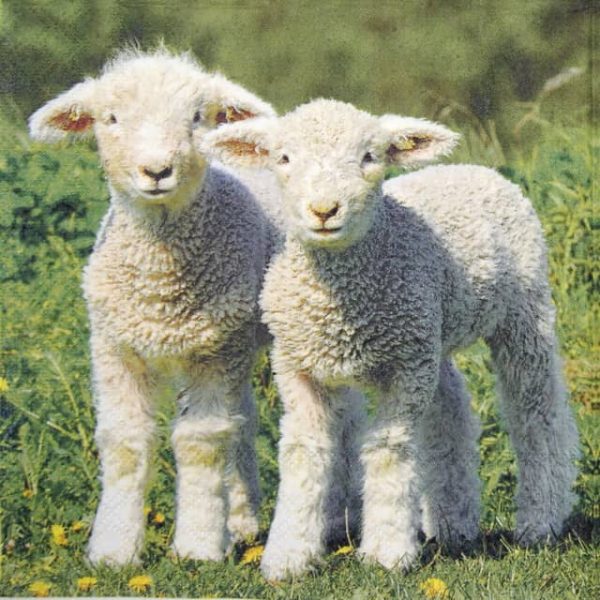 Paper Napkin - Two Lambs