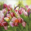 Paper Napkin - Glorious Tulips