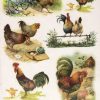 Rice Paper - Easter Chicken Farm