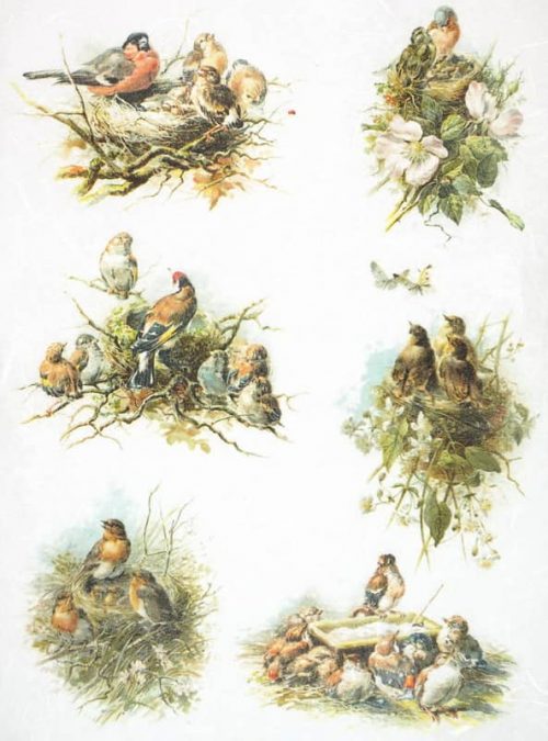 Rice Paper - Bird's Nest