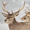Paper Napkin - Red Deer in Winter Scene