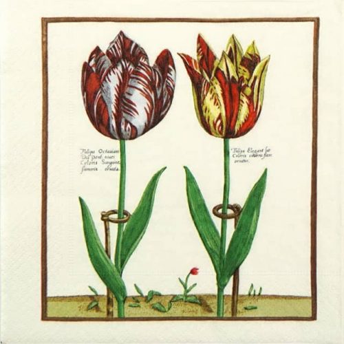 Lunch Napkins (20) - Elegance Tulip