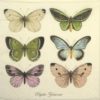 Lunch Napkins (20) - Beautiful Butterflies