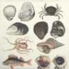 Paper Napkin - Sea Creatures