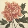 Paper Napkin - Peony