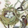 Handkerchiefs - Bird Nest