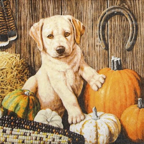 Paper Napkin - Boris
