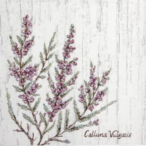 Cocktail Napkin - Calluna Vulgaris_IHR_C917245