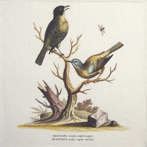Lunch Napkins (25) - Singing Birds