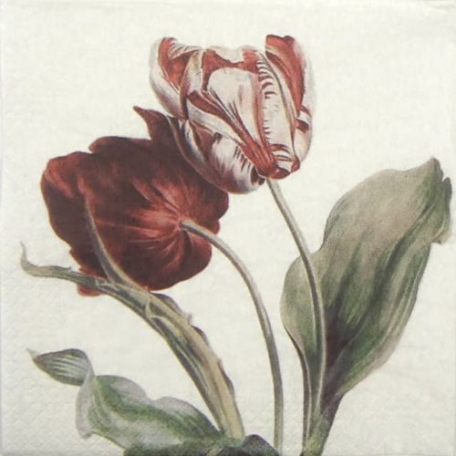 Paper Napkin - Tulip