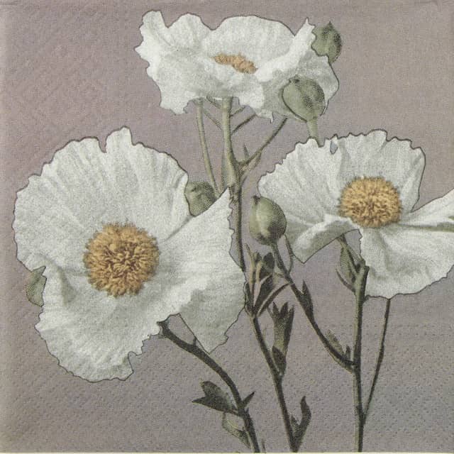 Paper Napkin White poppes on gray background