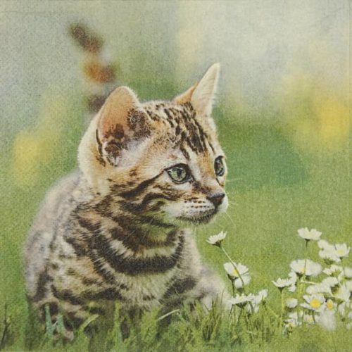 paper napkin domestic cat playing in grass