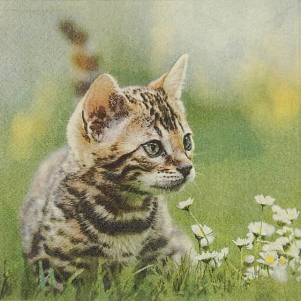 paper napkin domestic cat playing in grass