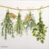 Paper napkin variety of fresh green herbs hanging on a line