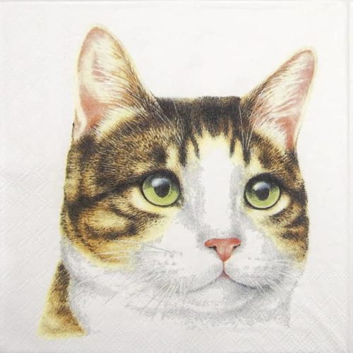 Paper napkin cat face picture