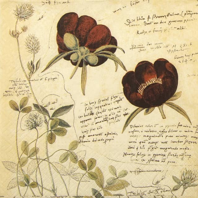 Paper napkin Anemone Bulbs Paper Napkin - Anno 1550 - Old botanical book