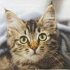 Paper Napkin Cute Kitten