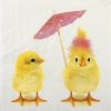 Paper Napkins - Easter Chicks (20 pieces)