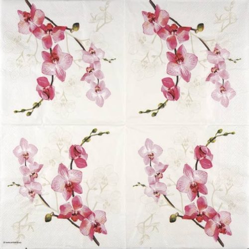 Ambiente-orchid-13317305