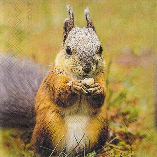 Paper Napkin - Squirrel