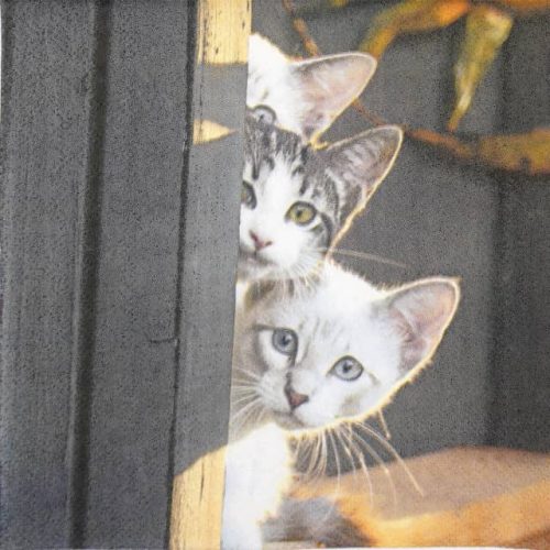 Paper Napkin - Three Cats