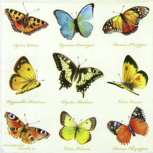 Paper Napkins - Collection of Butterfly (20 Pieces)