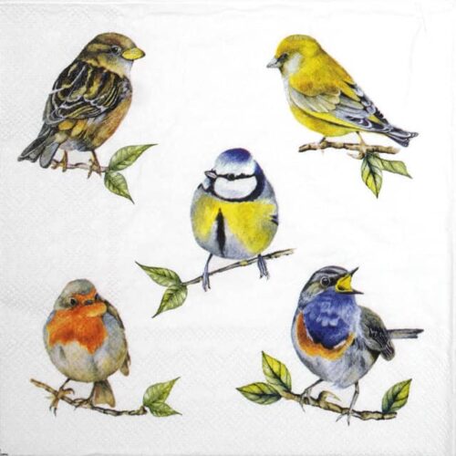 Paper Napkin - Bird Species