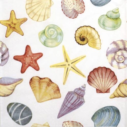 Close-up of colorful seashells in shades of orange, pink, and blue on a white background.
